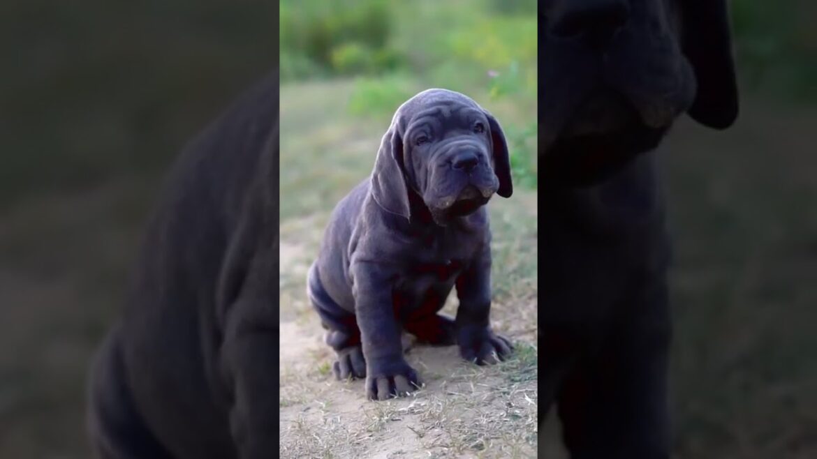 Nepolian mastiff #trending  #viral #feedshorts #puppy #love #new #pets #india