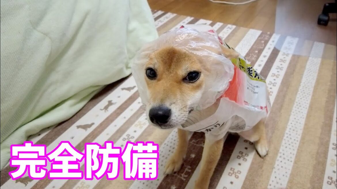 雨の日にパーマキャップのおばちゃんみたいになった柴犬　小夏１歳