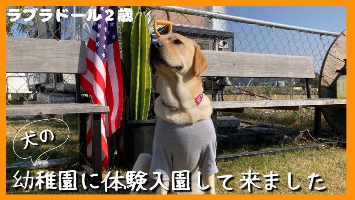 【ラブラドールレトリーバー】犬の幼稚園　体験入園して来ました　分離不安治るかな？