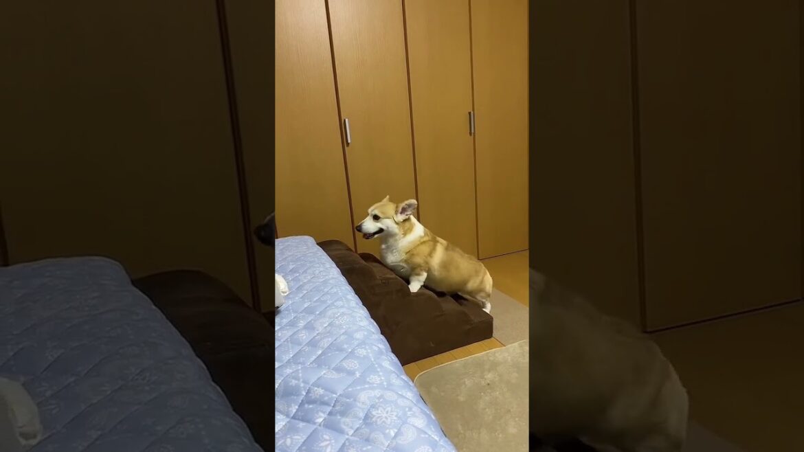 日常のひとコマ#shorts