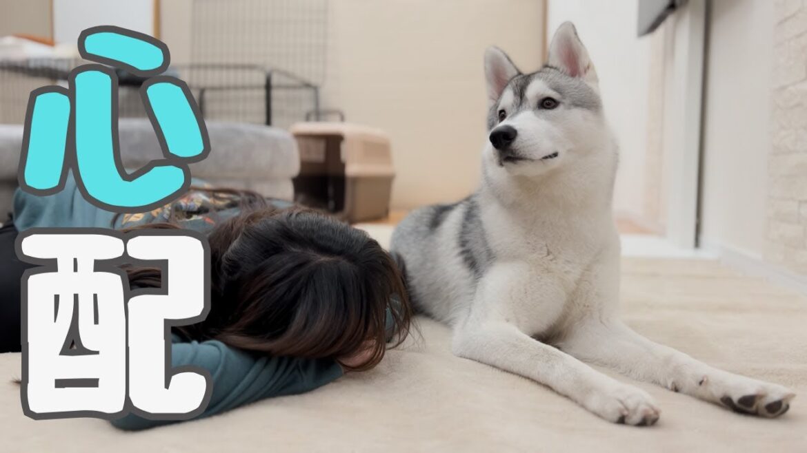 【 急遽 】前足の関節に大きなコブが！急いで病院に行きました・・・