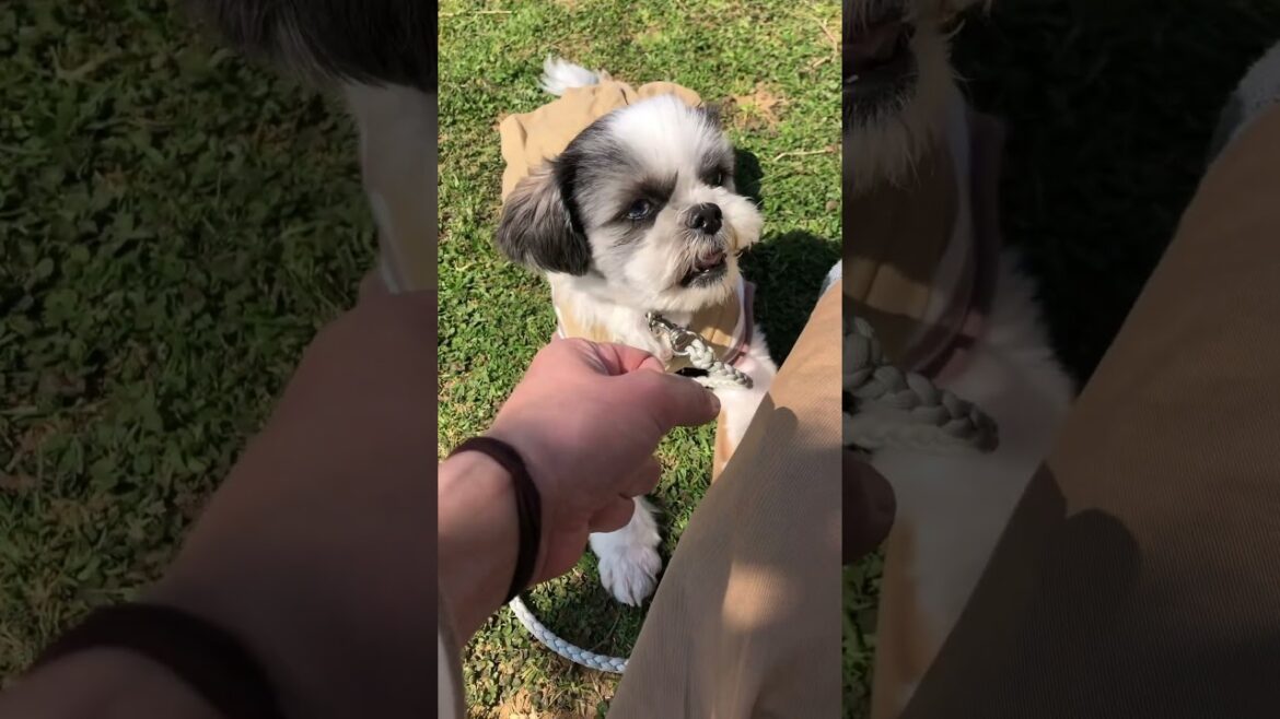 お互いが大好き過ぎて歌を歌い出した愛犬が可愛い過ぎた❤️#相思相愛#チャネリング #アニマルコミュニケーション#ペット #ペット動画 お互いが大好き過ぎて歌を歌い出した愛犬が可愛い過ぎた❤️#相思相愛#チャネリング #アニマルコミュニケーション#ペット #ペット動画