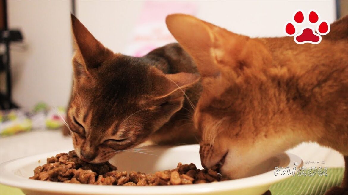 アビシニアン仔猫達の食餌【瀬戸の猫部屋日記】