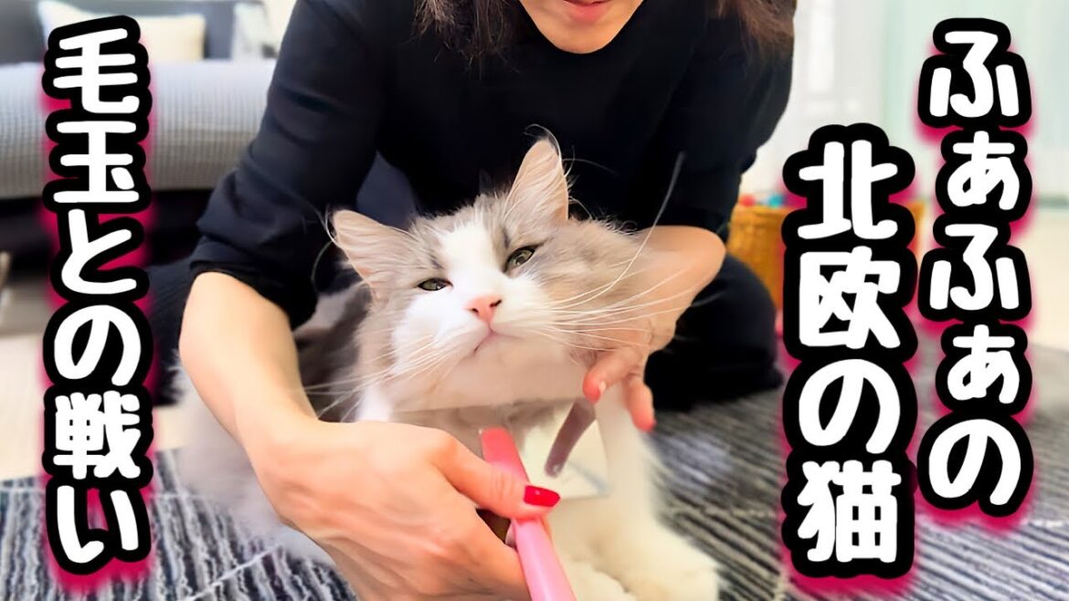【ノルウェージャンフォレストキャット飼い方】見事に毛吹いたでっかい猫たちのお世話にあけくれる飼い主💦 【ノルウェージャンフォレストキャット飼い方】見事に毛吹いたでっかい猫たちのお世話にあけくれる飼い主💦