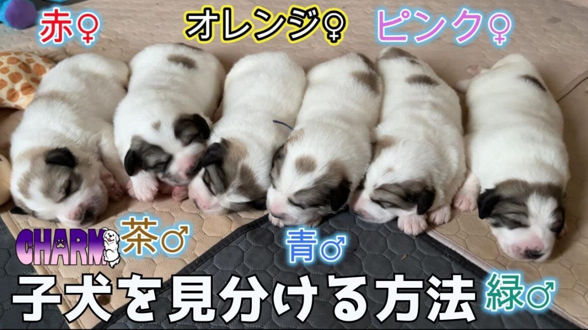 【必聴！】我が家の子犬の見分け方をお教えします。【Great Pyrenees】