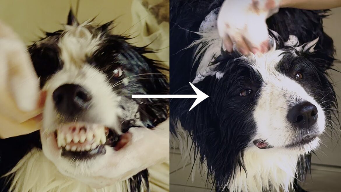 狂犬を大人しくシャンプーさせる方法がまさかすぎたｗｗ【ボーダーコリー】