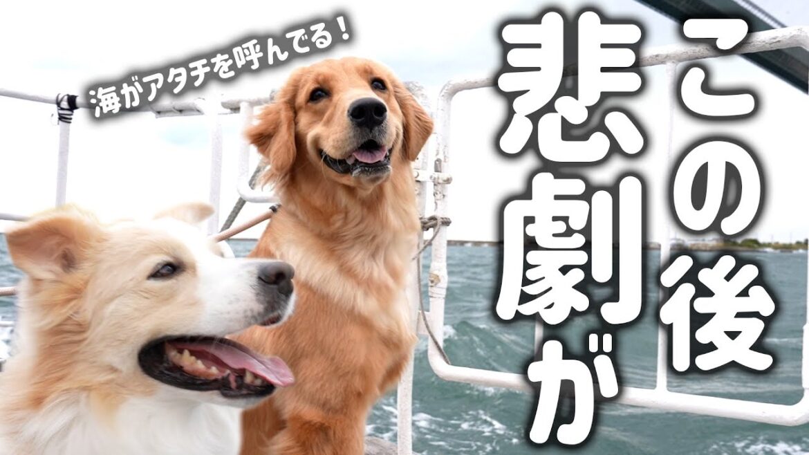 【爆笑神回】犬と初めてクルージングしたらまさかのハプニングが連発しました…笑