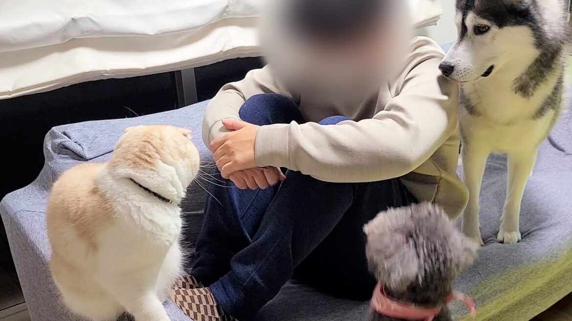 家族が落ち込んでいると笑顔で話しかけ慰めてくれる猫と犬がこちらです
