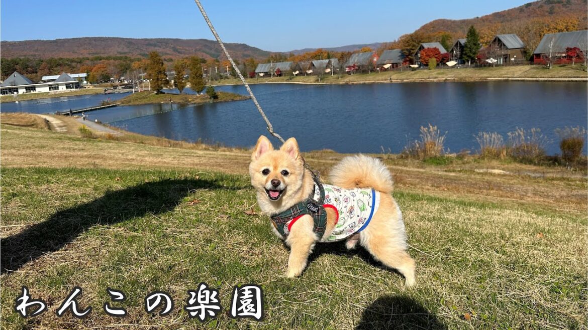 愛犬と『大自然のリゾート施設』で過ごす一日が最高過ぎました！！！