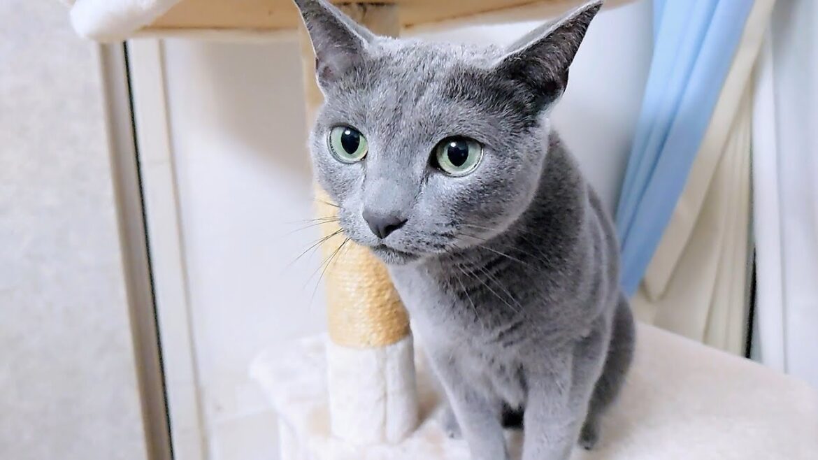 【猫動画】最後には許してくれるロシアンブルー【russianbule】Russian Blue will forgive you in the end