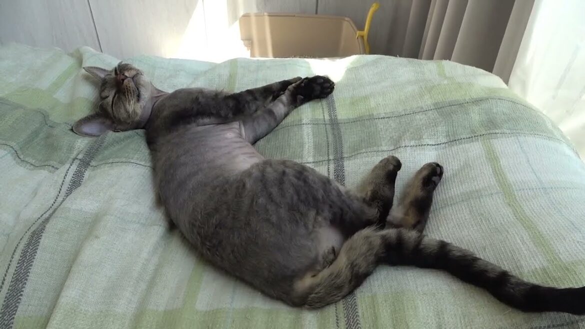 デボンレックス子猫の昼寝の寝顔が可愛いです(Devon Rex kitten taking a nap is so cute)