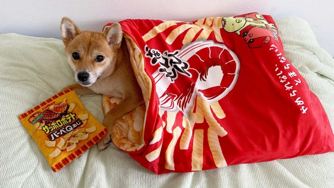 お土産いっぱい持ってるお父さんよりお母さんに飛んで行く柴犬　小夏１歳