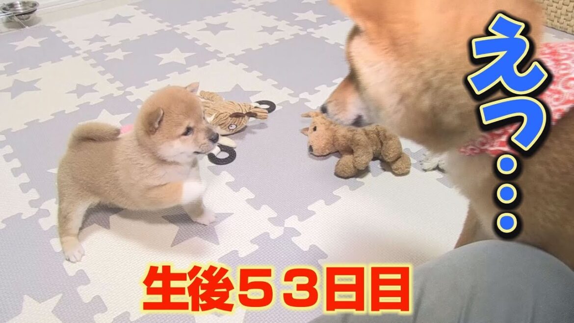初対面で、いきなり先住犬に突進する子犬が可愛い❤ 初対面で、いきなり先住犬に突進する子犬が可愛い❤