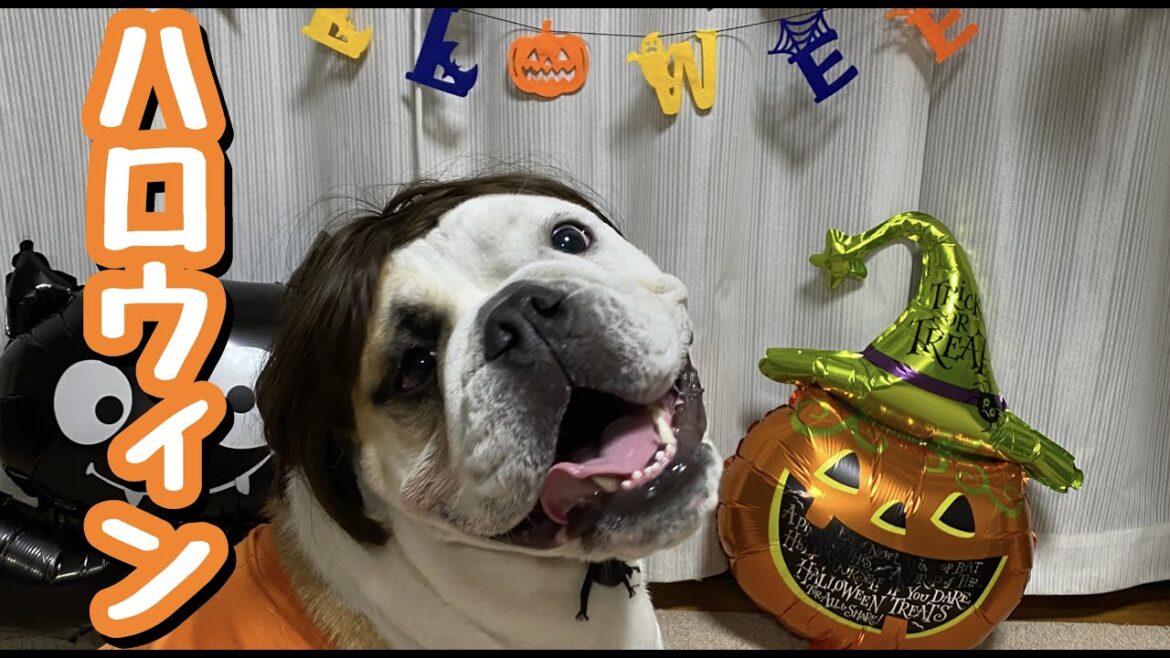 ハロウィンで仮装したブルドッグがおもしろすぎた！