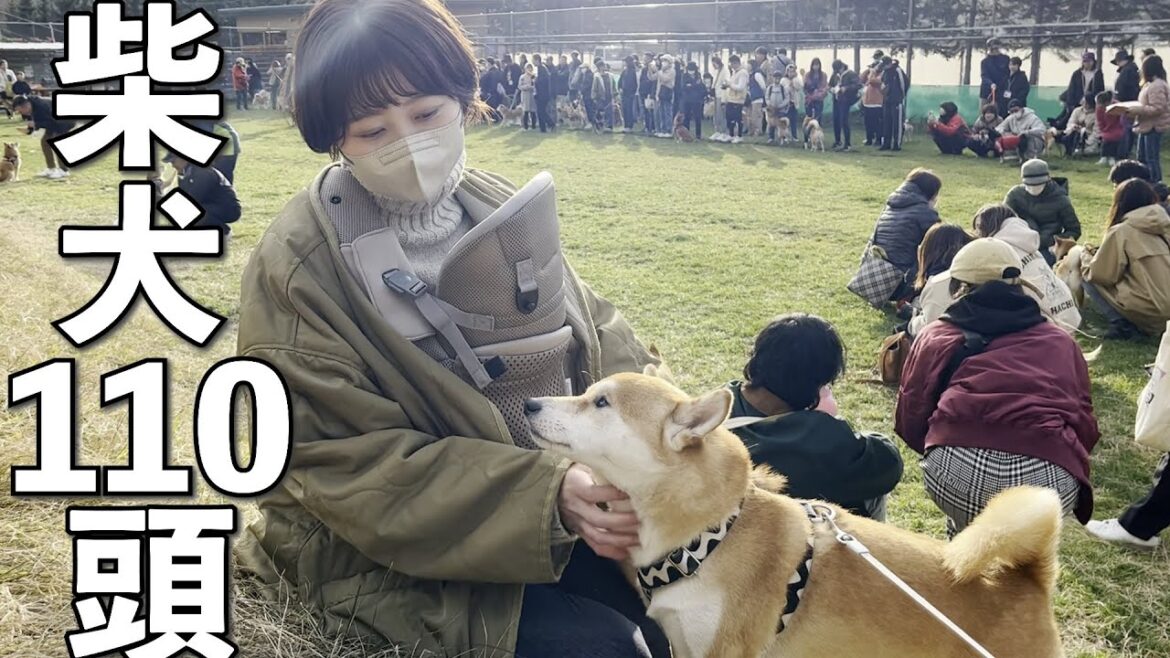 【柴犬110頭大集合】日本最大級の柴犬オフ会に参加したら大爆笑の連続だった