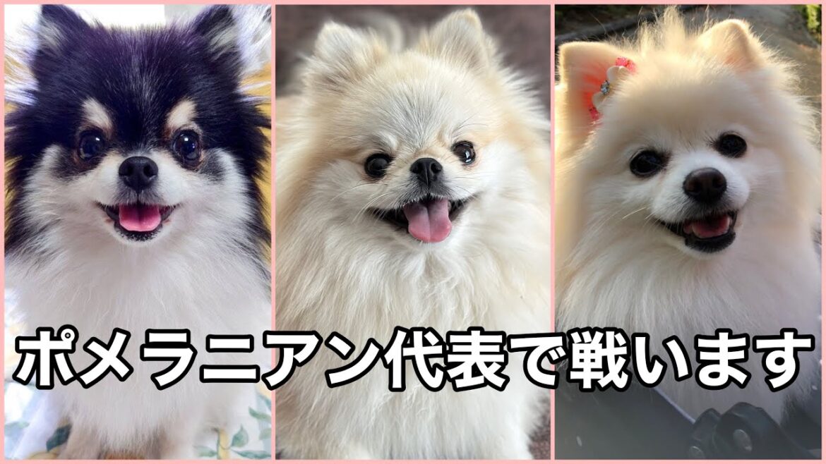 【ご報告】ポメラニアン代表として負けられない戦いが始まります