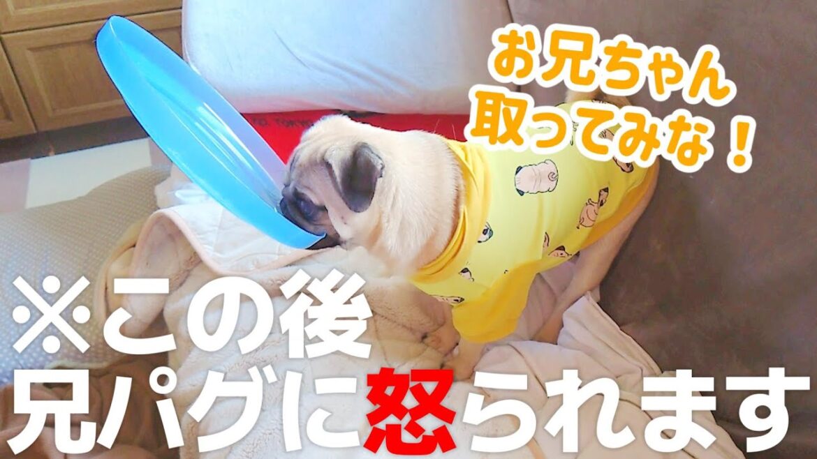また変なものおもちゃにしてる｜パグのぺろぽん兄弟pug犬｜