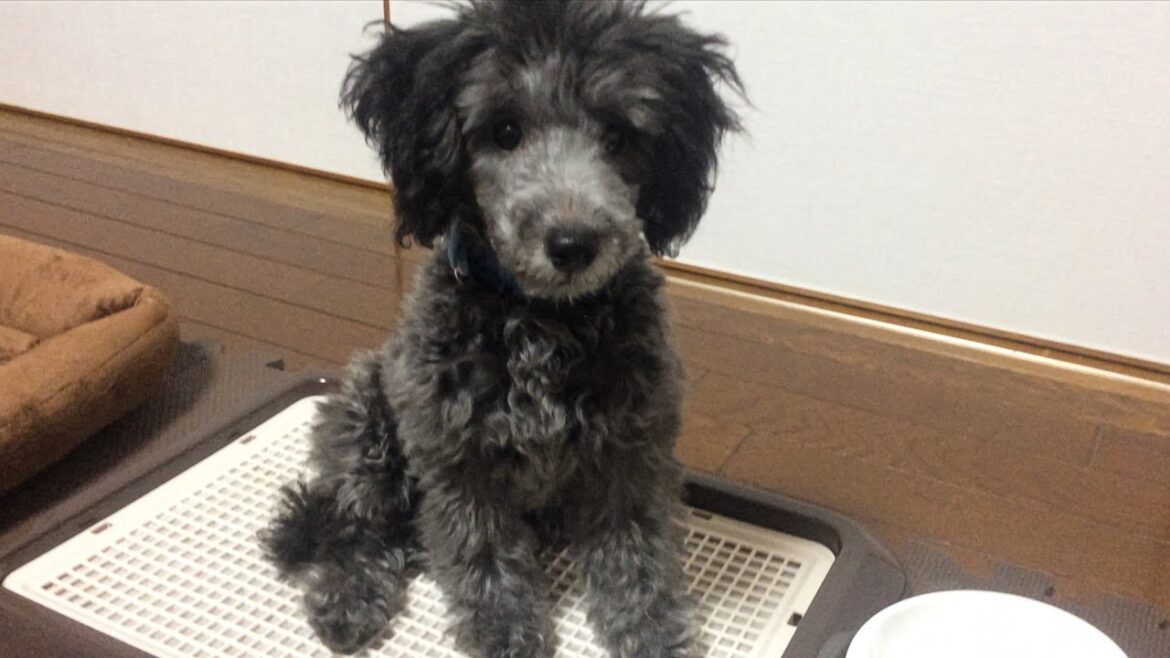 🐶我が家にトイプードルの子犬をお迎えした日のこと/今年は〇〇まで旅に出ます！