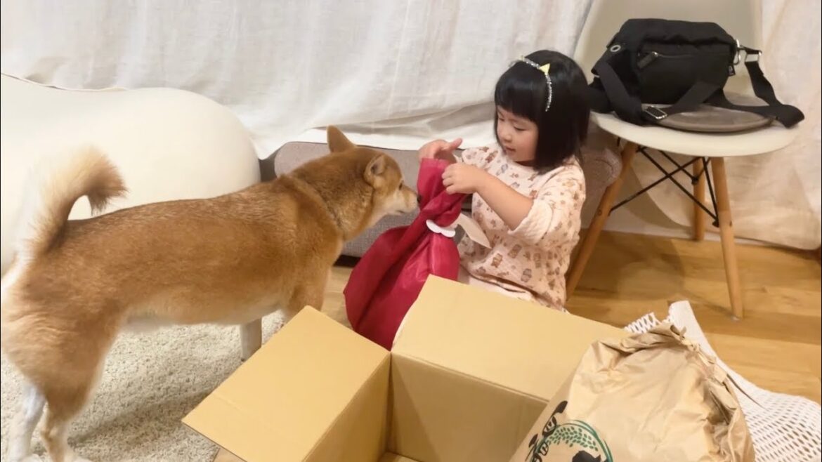 家に荷物届くと自分へのプレゼントだと信じてやまない柴犬と娘コンビ