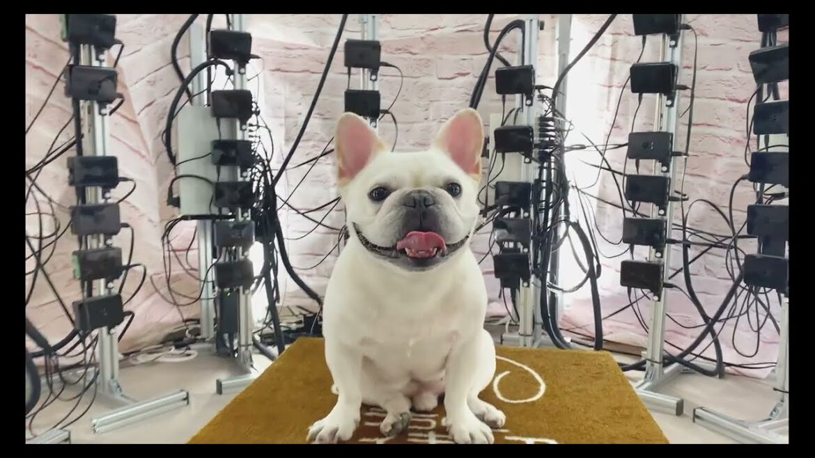 ポルコ〇〇になる！？【フレンチブルドッグ frenchbulldog】
