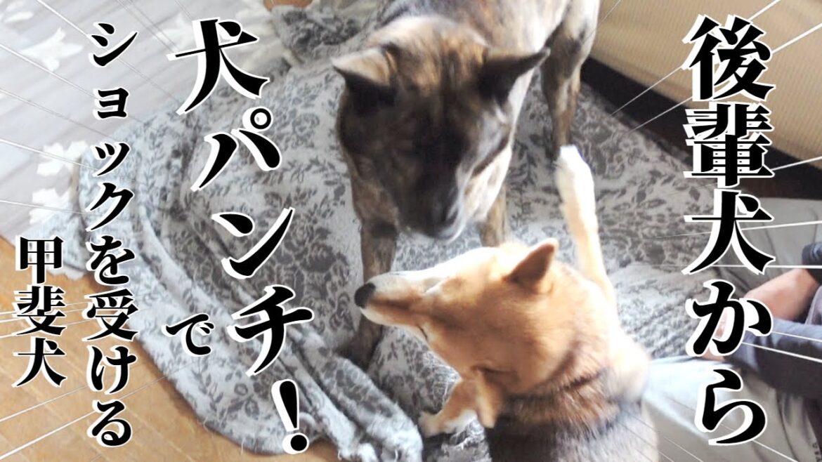 後輩犬に犬パンチされてショックを受ける甲斐犬【柴犬・甲斐犬】