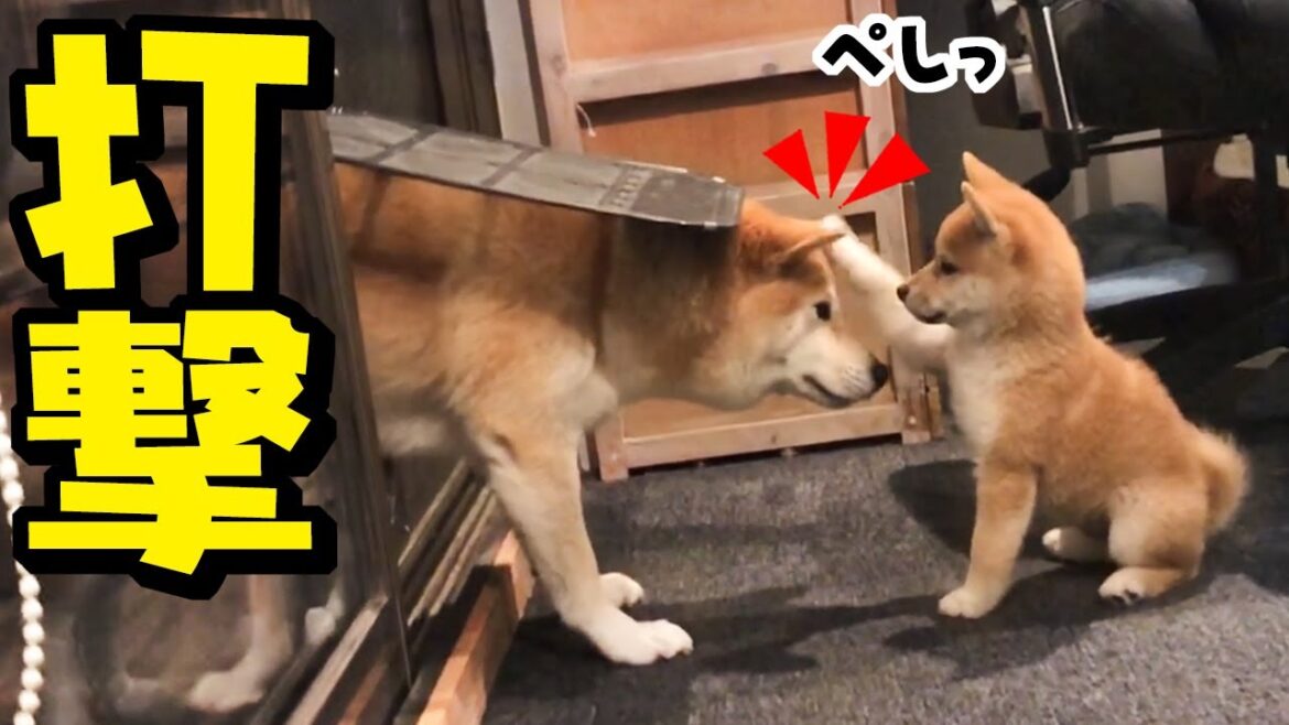 姉柴犬に不意打ちのゲンコツをくらわす子犬…ついに初のワンプロ開始