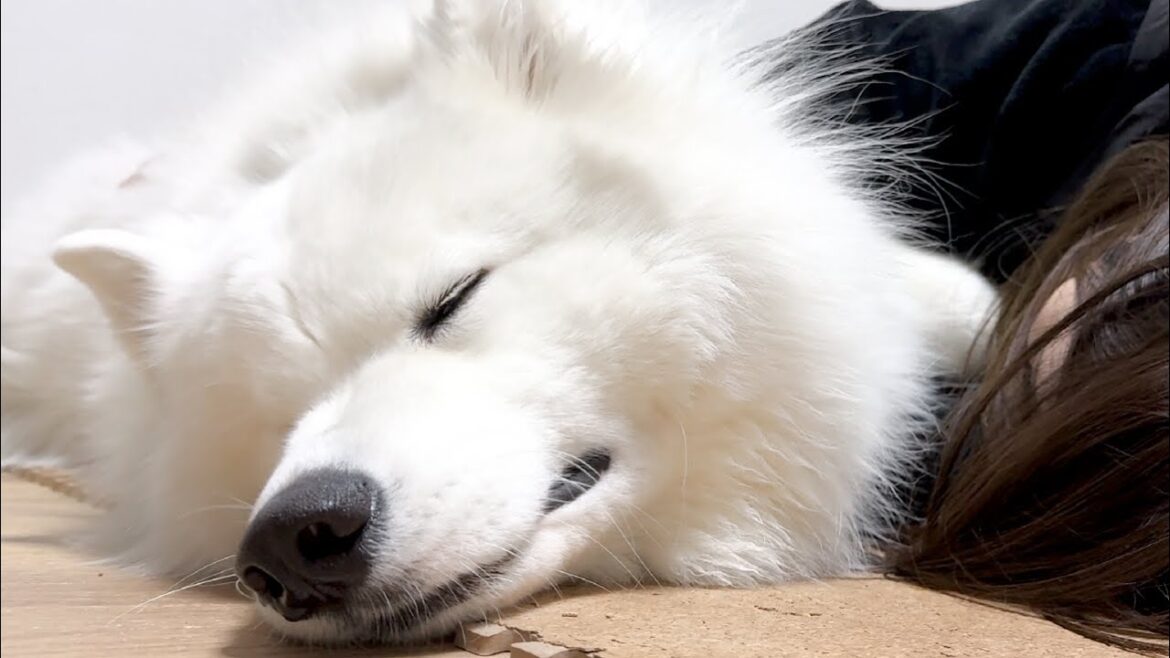 1日中遊び疲れて子供みたいにぐっすり眠る犬【サモエド】