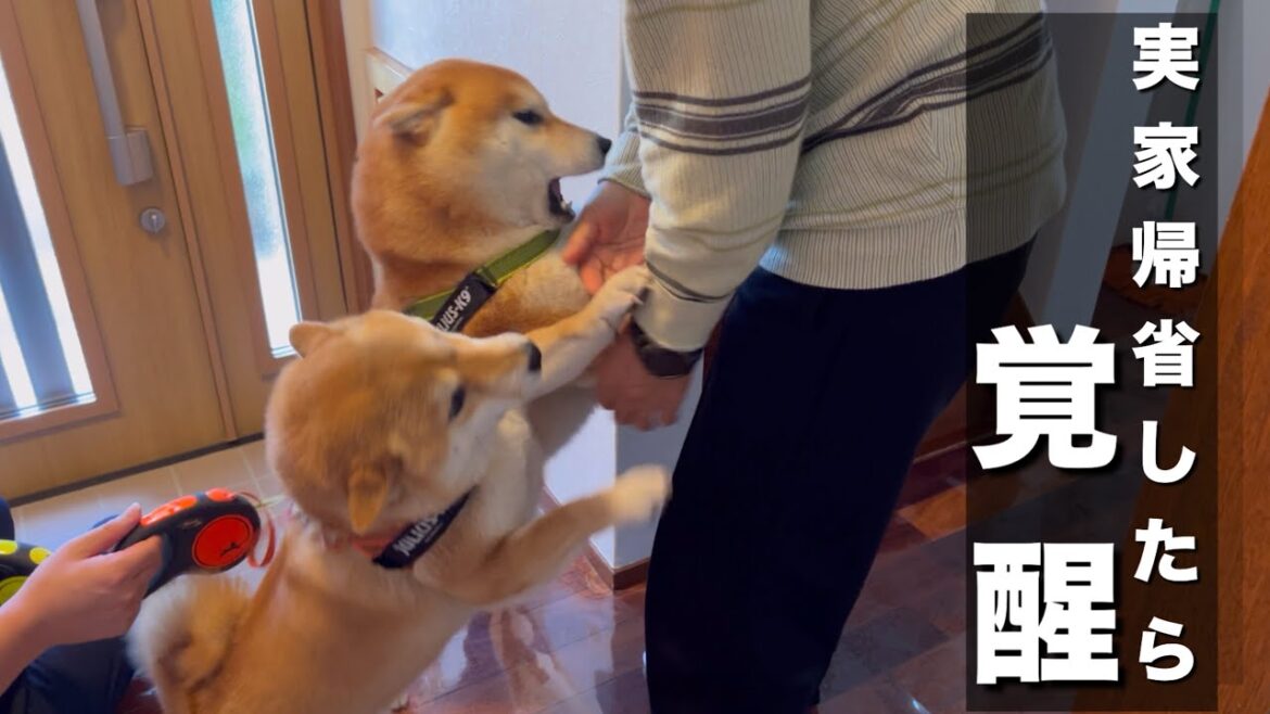 実家帰省でテンション爆上がり柴犬。大好きなじいちゃんの靴下強奪