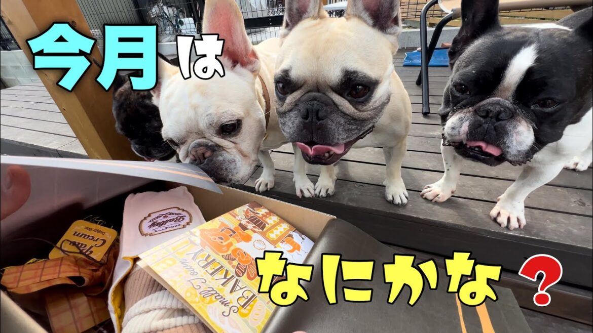 【Doggy Box11月号】月に一度のお楽しみ♪ワクワクの顔がたまらなく可愛い！