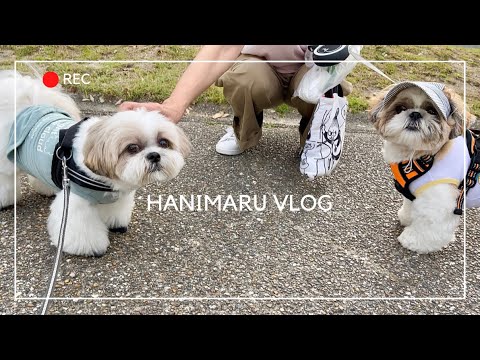#8-① 【ルーティン】もふもふ可愛いシーズー犬と家族の15日間(2023年8月1日〜8月15日)/ Shih Tzu takes a walk everyday in August. #8-① 【ルーティン】もふもふ可愛いシーズー犬と家族の15日間(2023年8月1日〜8月15日)/ Shih Tzu takes a walk everyday in August.