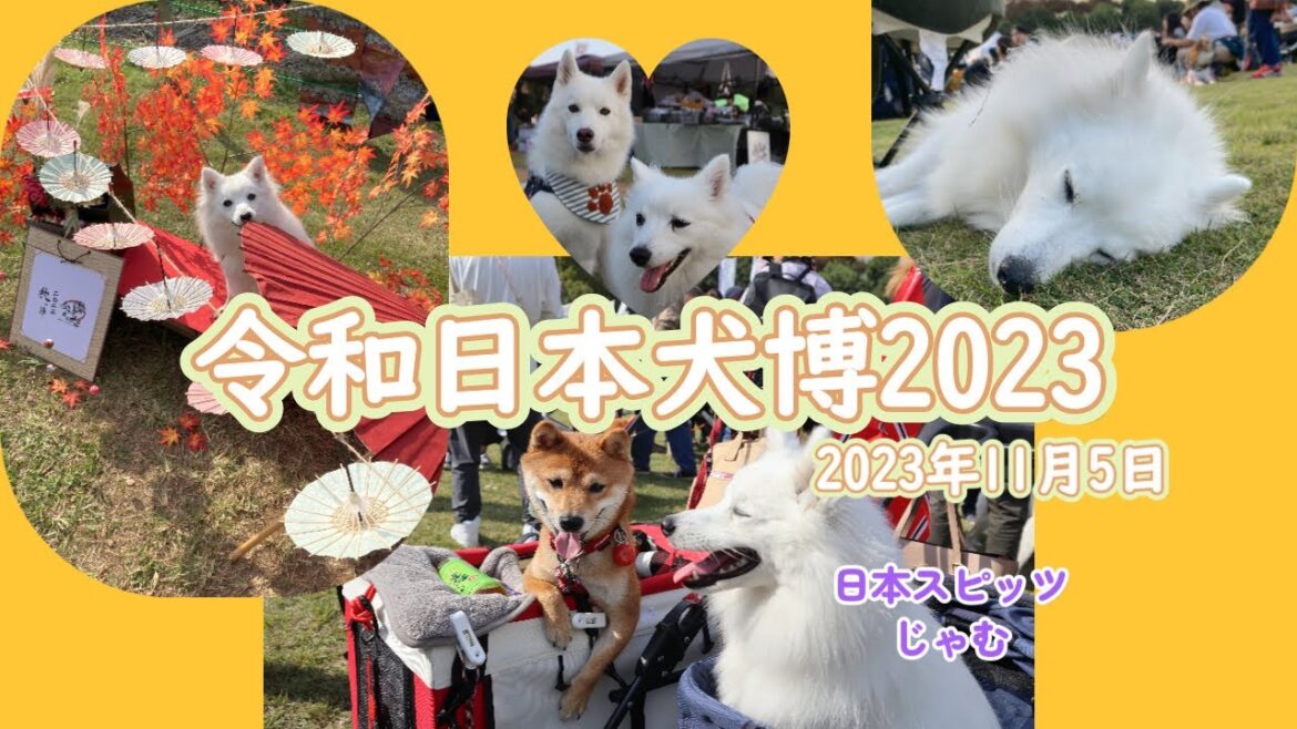 令和日本犬博２０２３【日本スピッツじゃむ】