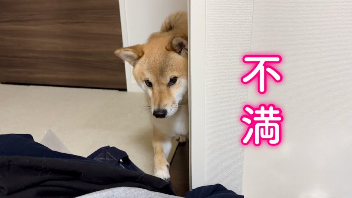 引越し準備中に1人だけ仲間外れみたいになって寂しくて文句を言う柴犬が可愛過ぎた