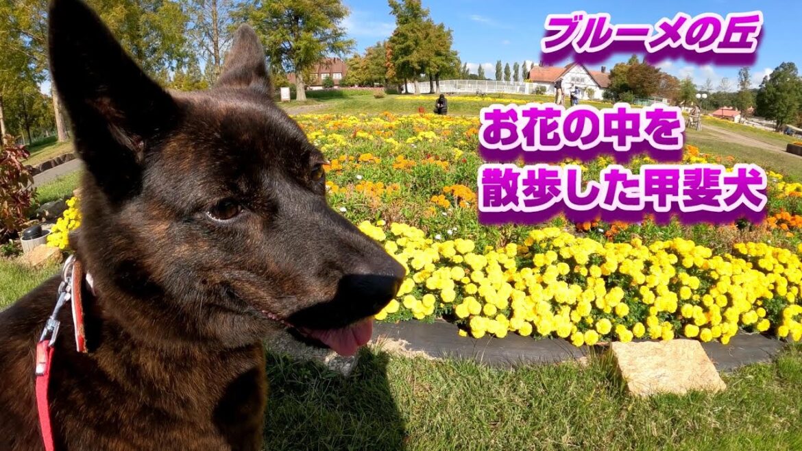 奇麗な田舎風の公園で花満開散歩-　甲斐犬いち