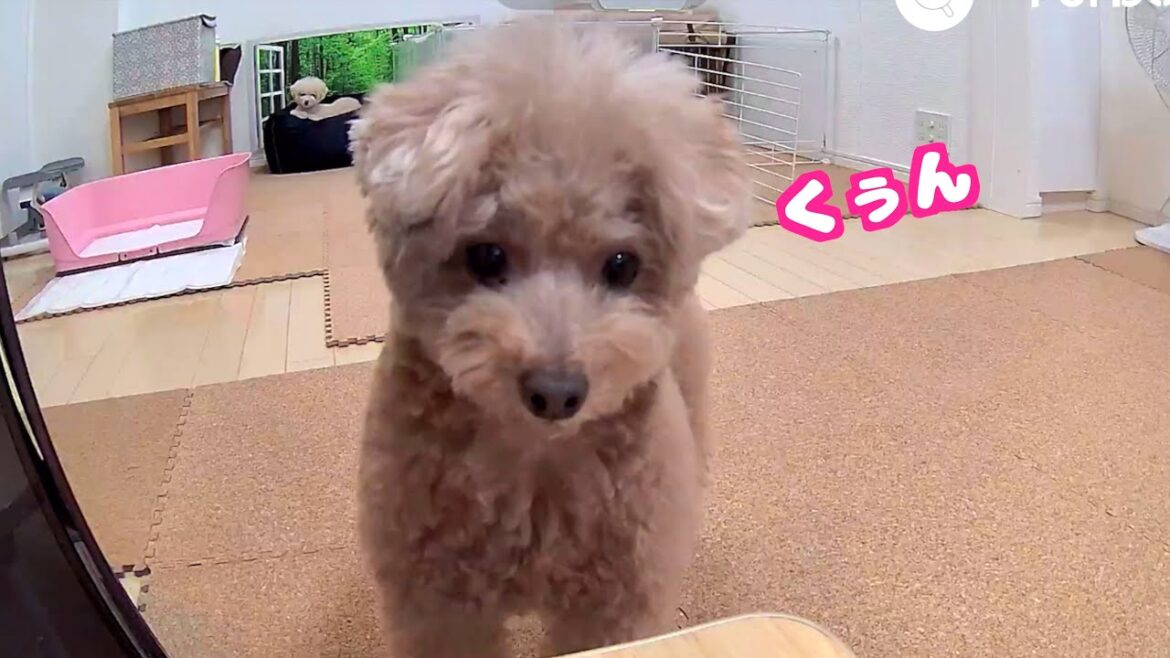 留守番中の愛犬に話しかけたら可愛すぎる反応で秒で帰りたくなりました