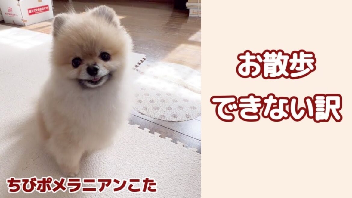 こぐま風ポメラニアンも熊は怖いの