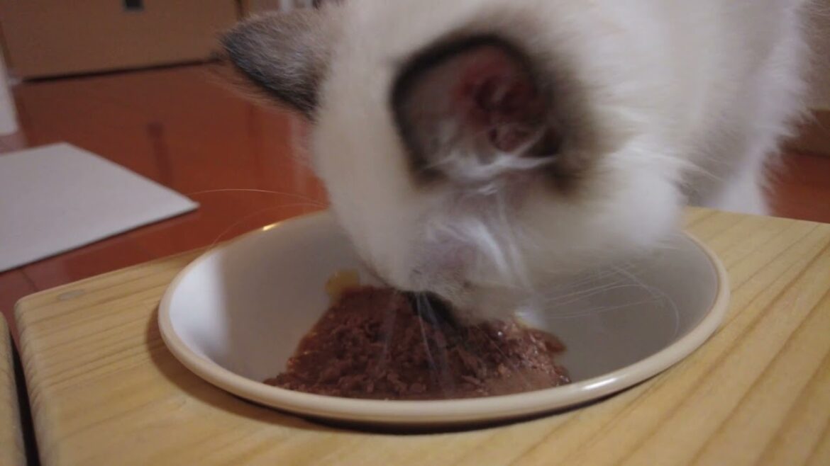 はじめてのウェットフードにも挑戦【バーマン】 はじめてのウェットフードにも挑戦【バーマン】