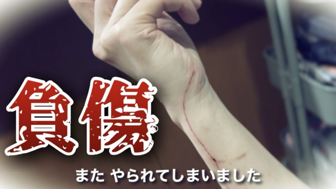 スフィンクス猫が凶暴すぎてまたやられてしまいました