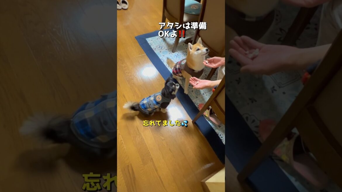 ばぁばにおねだり🐶🐶🎵#柴犬 #チワワ #shorts