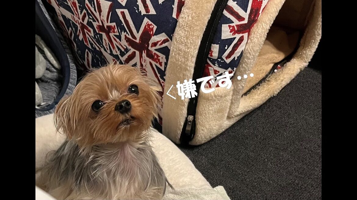 お留守番が嫌なヨークシャテリア
