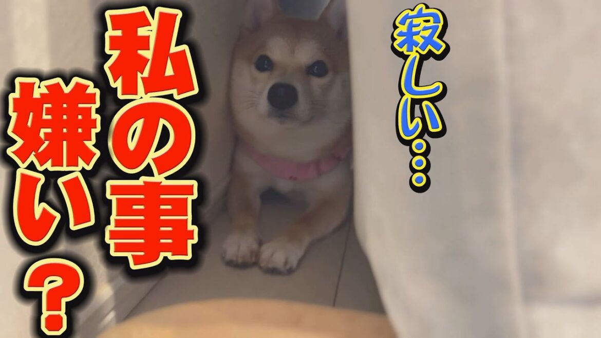 妹柴の行動に必ず爆笑するので、観てください♪