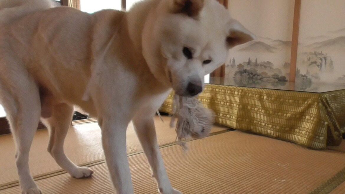 【秋田犬ゆうき】仏間はご先祖さまたちに元気な姿を見せる場所なので定期的に暴れに行く【akita dog】