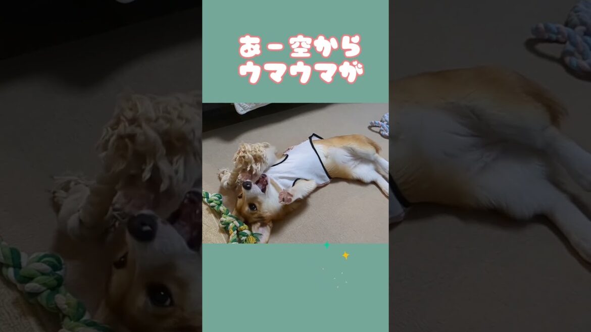 ゴロゴロ～しながらコーギーが考えてそうなこと  #パピー #犬 #shorts