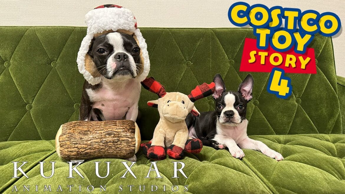 【ボストンテリア】コストコのおもちゃが愛犬に好評だったっていうお話〜その4〜