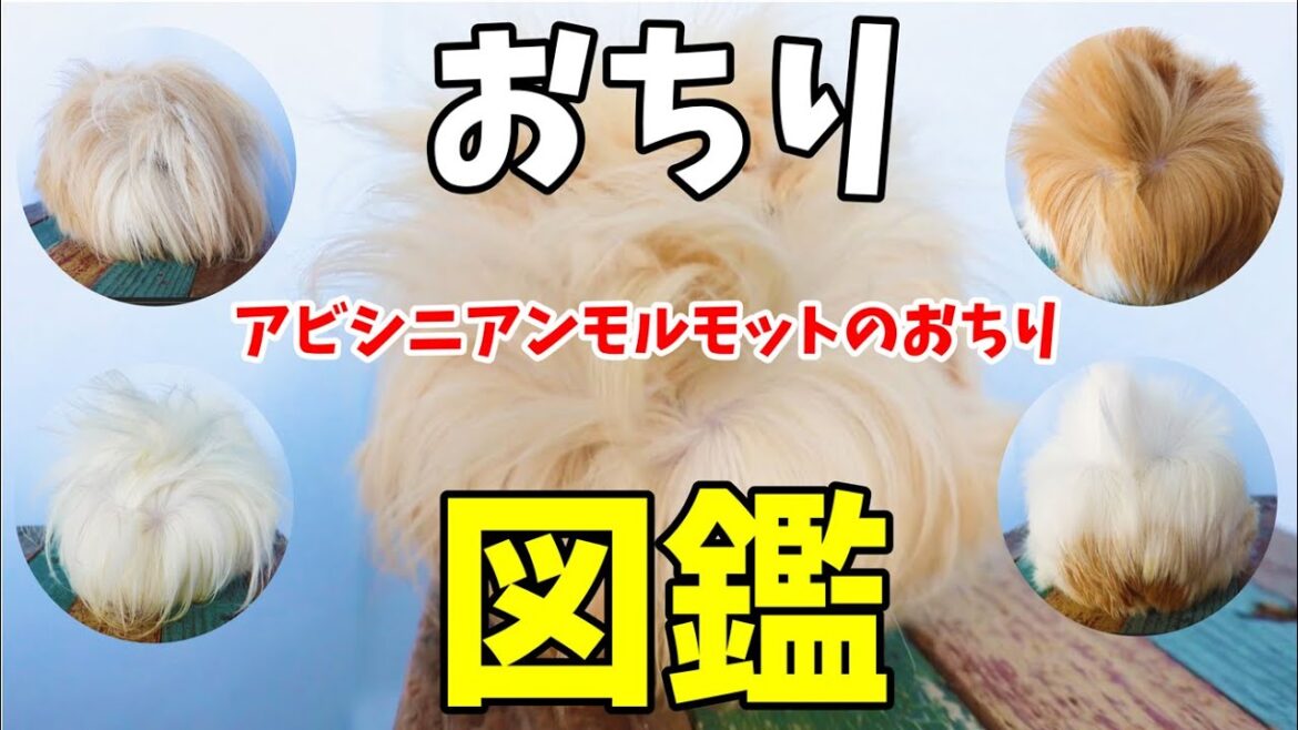 アビシニアンモルモットのおしり図鑑 cute guineapig アビシニアンモルモットのおしり図鑑 cute guineapig