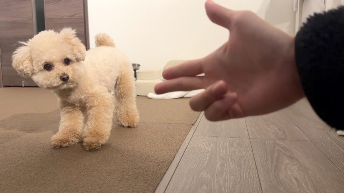 威勢の良いトイプードルも流石に拳銃には敵わないだろ? 威勢の良いトイプードルも流石に拳銃には敵わないだろ?