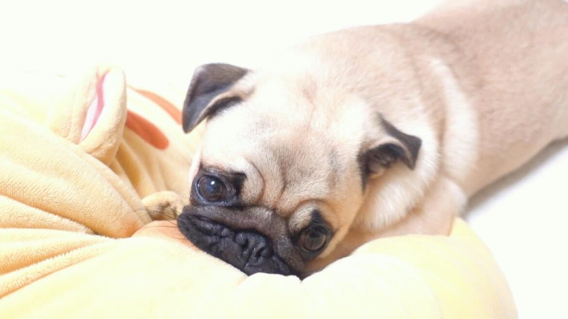 生後10ヶ月のパグはまだまだお母さんのおっぱいが恋しいみたいです。The 10 month old pug still misses her mother's breast.【パグ、pug】