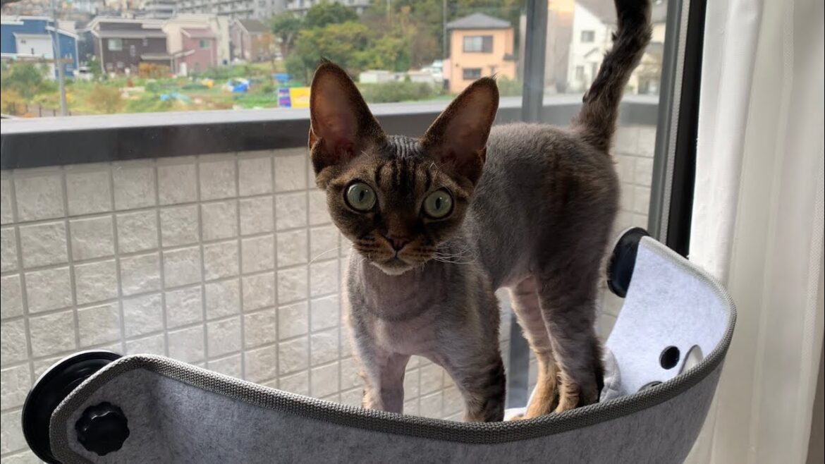 デボンレックス弟用に新しい窓ハンモックを買いました(A new hammock for Devon Rex cat) デボンレックス弟用に新しい窓ハンモックを買いました(A new hammock for Devon Rex cat)