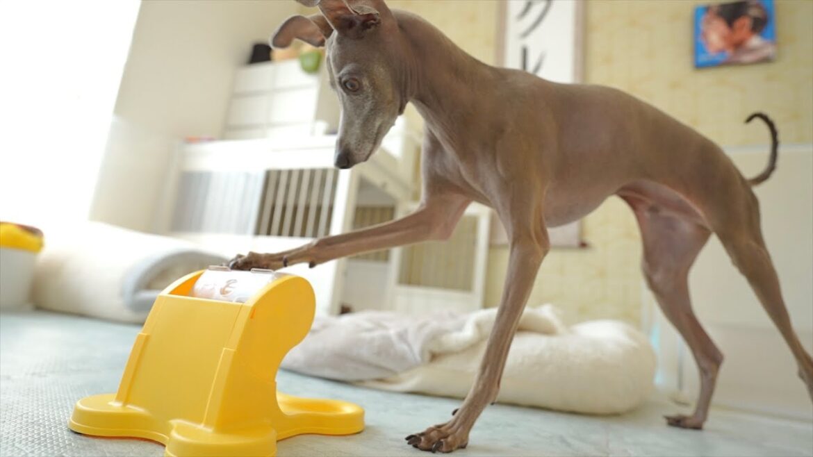 自販機型の知育玩具が上達する愛犬の姿に全米が泣くはずだったがwww 自販機型の知育玩具が上達する愛犬の姿に全米が泣くはずだったがwww