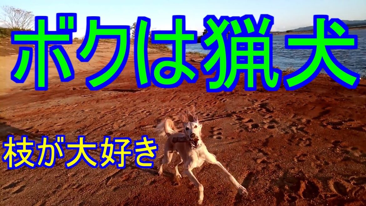 【サルーキ】ボクは猟犬、枝が大好き！【Saluki】I'm sighthound,totally into branch!