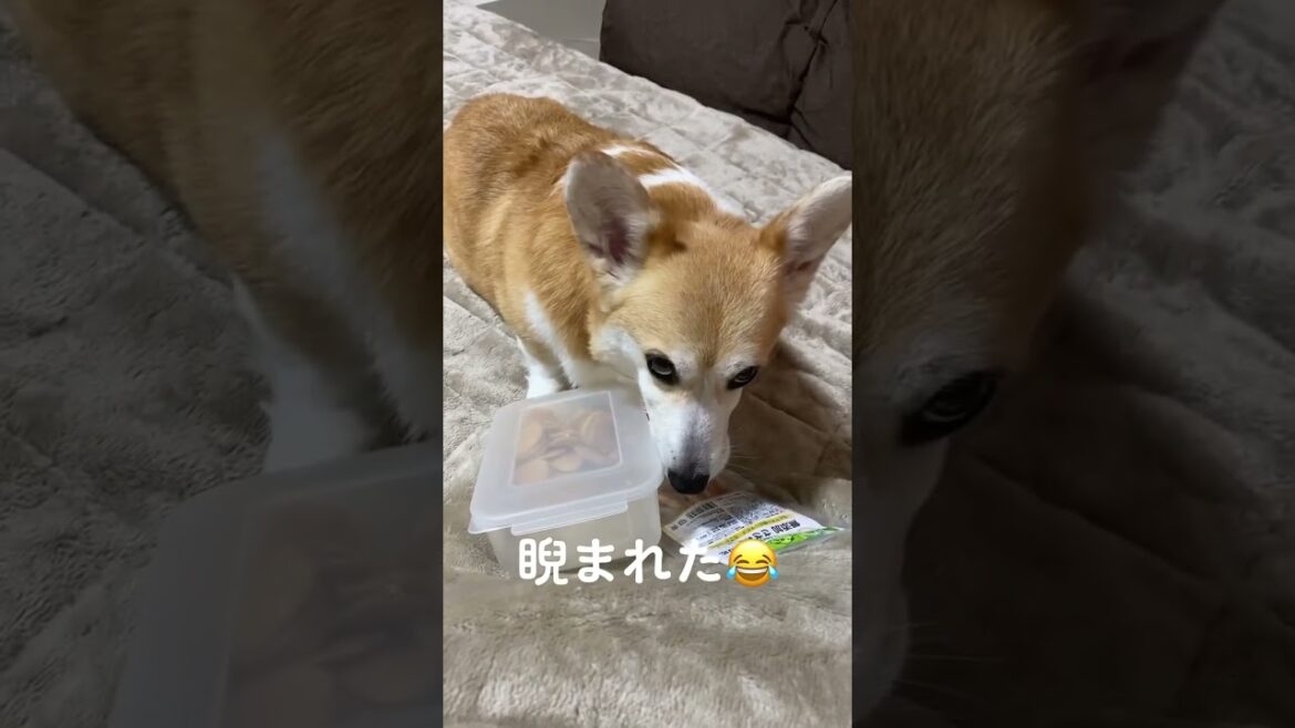 🙄 #dog #くきたん #コーギー